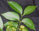 Live Plant Image