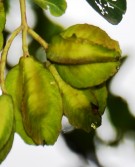 Live Plant Image