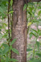 Live Plant Image
