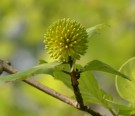Live Plant Image