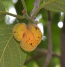 Live Plant Image