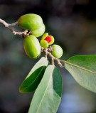 Live Plant Image
