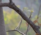 Live Plant Image