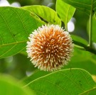 Live Plant Image