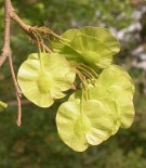 Live Plant Image