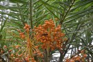 Live Plant Image
