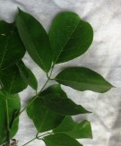 Live Plant Image