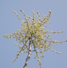 Live Plant Image