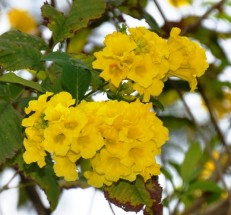 Live Plant Image