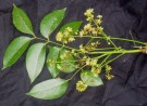Live Plant Image
