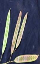 Live Plant Image