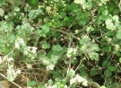 Live Plant Image