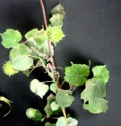 Live Plant Image