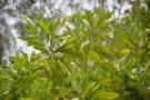 Live Plant Image