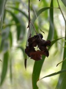 Live Plant Image