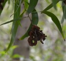 Live Plant Image
