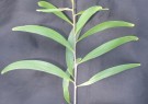 Live Plant Image
