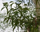 Live Plant Image