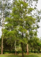 Live Plant Image