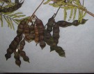 Live Plant Image