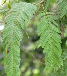 Live Plant Image