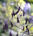 Live Plant Image