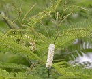 Live Plant Image