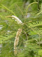 Live Plant Image