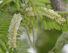 Live Plant Image