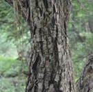 Live Plant Image