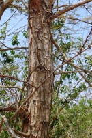 Live Plant Image