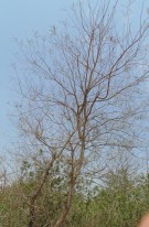 Live Plant Image
