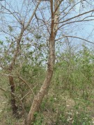 Live Plant Image
