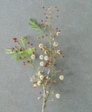 Live Plant Image