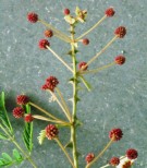 Live Plant Image