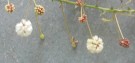 Live Plant Image