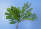 Live Plant Image