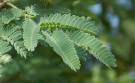Live Plant Image