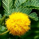Live Plant Image
