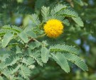 Live Plant Image