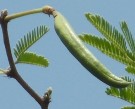 Live Plant Image