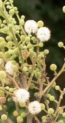 Live Plant Image
