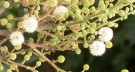 Live Plant Image