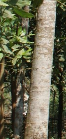 Live Plant Image