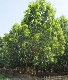 Live Plant Image