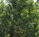 Live Plant Image