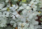 Live Plant Image
