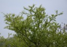 Live Plant Image