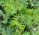 Live Plant Image