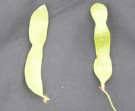 Live Plant Image
